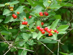 Backbone State Park, Iowa