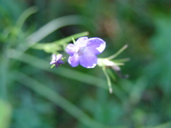 Backbone State Park, Iowa